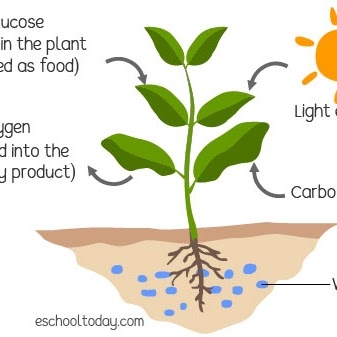 diagram-of-photosynthesis.jpeg