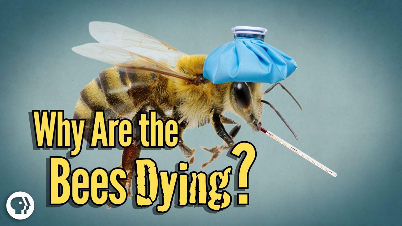 Why are the bees dying